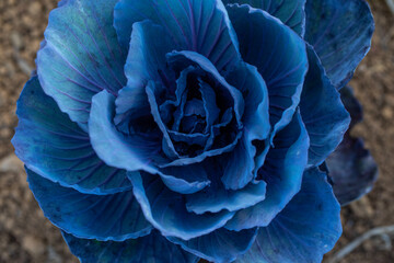 Obraz premium Organic purple cabbage growing in Hawaii