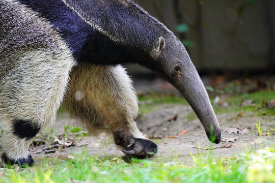 Miereneter Ant Eater