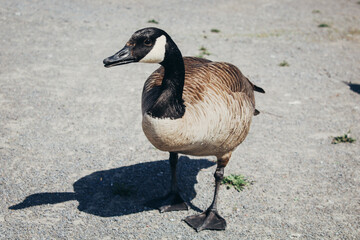country goose branta canadensis
