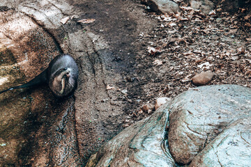 snail on the stone