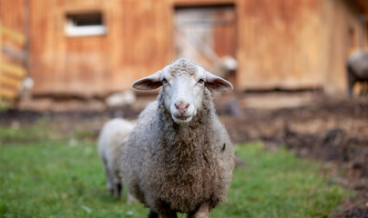 Naklejka premium White curly sheep behind a wooden paddock in the countryside. Sheep and lambs graze on the green grass. Sheep breeding. Housekeeping.