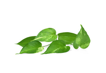 Scindapsus aureus,Marble Queen, Silver Vine, Devil's lvy. On white background.