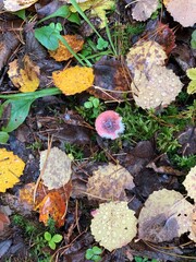 Mushrooms in the autumn forest close-up