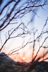 Mountain range view on sunset through the branches