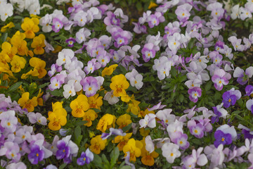 Naklejka premium Blooming violets in the garden