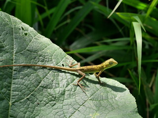 Closeup young Oriental garden or Eastern garden or Changeable lizard, Chameleon with natural green leaves in the background, Thailand	