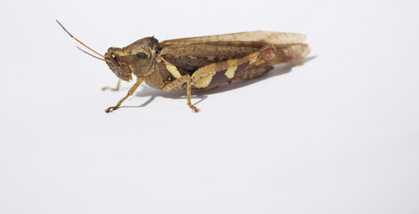 Grasshopper on white background, Black with green and brown pattern of Insect pests in tropical areas	