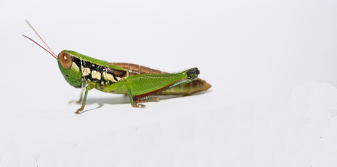 Grasshopper on white background, Black with green and brown pattern of Insect pests in tropical areas	