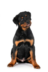 Fototapeta premium puppy rottweiler in studio