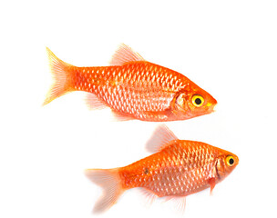 Fototapeta premium Rosy barb in studio