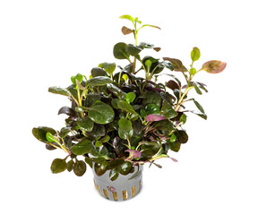 Lobelia cardinalis in studio