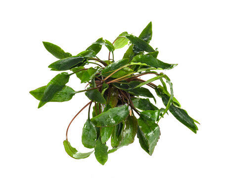 Cryptocoryne affinis in studio