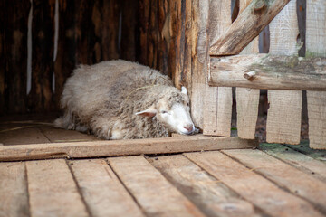 A white curly-haired sheep in a wooden pen in the countryside. Sheep breeding. Housekeeping.