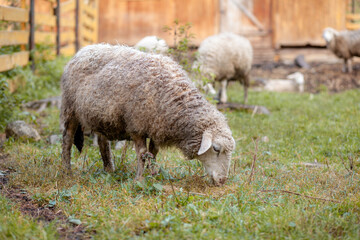 Obraz premium White curly sheep behind a wooden paddock in the countryside. Sheep and lambs graze on the green grass. Sheep breeding. Housekeeping.