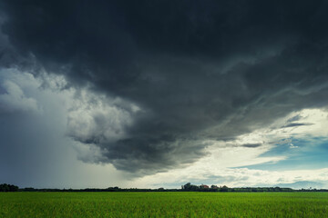 Storm clouds on rice field in rainy season