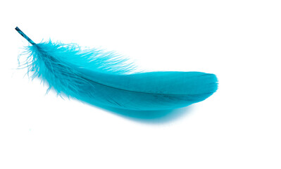 colored feathers isolated