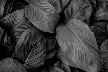 abstract monochrome leaf texture, nature background, tropical leaf