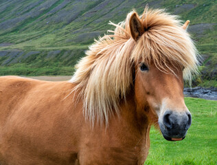 Close up of the far e of an Icelandic horse