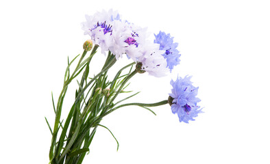 Obraz premium bouquet of cornflowers isolated