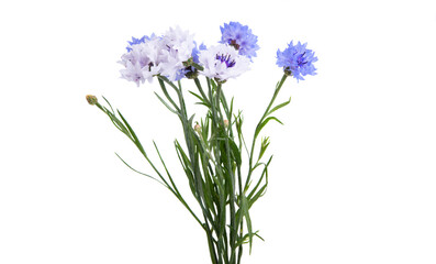 Fototapeta premium bouquet of cornflowers isolated