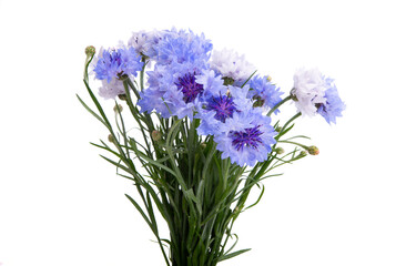 bouquet of cornflowers isolated