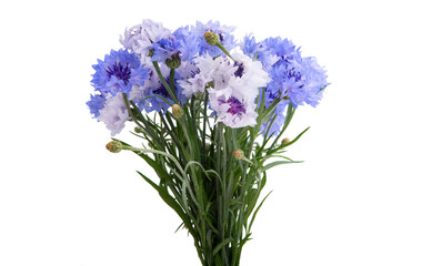 bouquet of cornflowers isolated