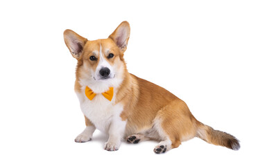 portrait of welsh corgi pembroke isolated