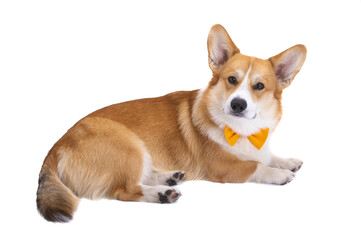 portrait of welsh corgi pembroke isolated