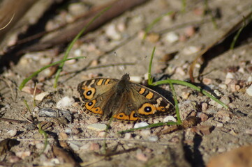 A closeup of a butterfly between grass shoots