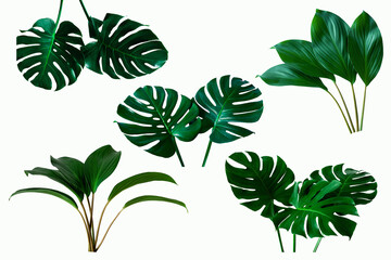 set of green tropical plant leaf isolated on white background for design elements, Flat lay