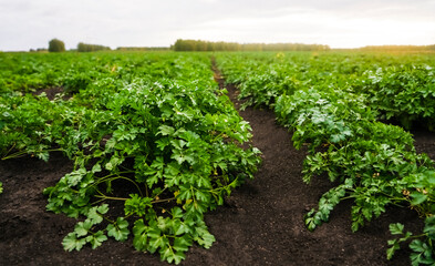 Farm field on sunny summer day with parsley. Rows of growing parsley on field at vegetable farm