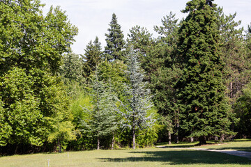 Fototapeta na wymiar Different trees in a park
