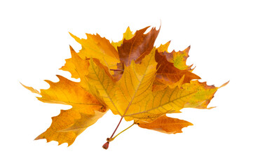 autumn leaves isolated