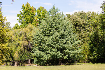 Different trees in a park