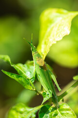 a macro-photo of a beautiful green grasshopper 