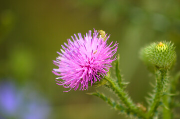 Awesome spiny plumeless thistle in bloom closeup view with blurry background