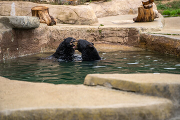 Fototapeta premium Two black bears playing in the pool, San Francisco Zoo