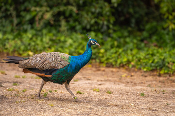 Obraz premium Peacock walks at the zoo in San Francisco