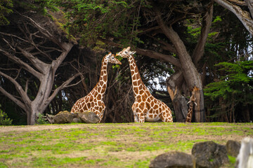 Giraffes eating leaves, San Francisco Zoo