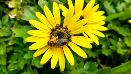 A bee landed on a yellow flower 