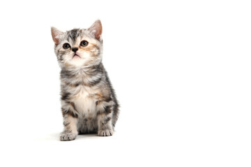 A gray purebred fluffy kitten sits on a white isolated background