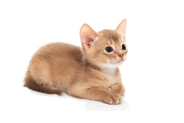 A ginger purebred kitten lies on a white isolated background