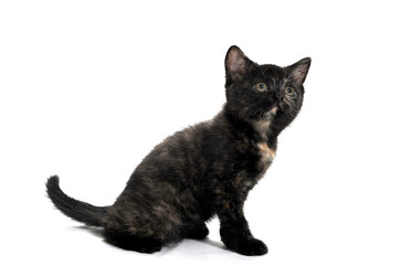 a black spotted purebred kitten sits on a white isolated background