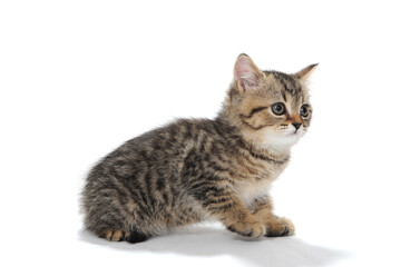 Fototapeta premium A gray purebred fluffy kitten sits on a white isolated background
