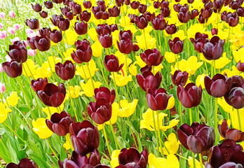 tulips in the garden 2