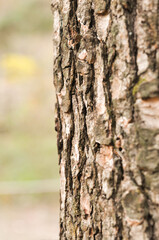 The bark of a split tree