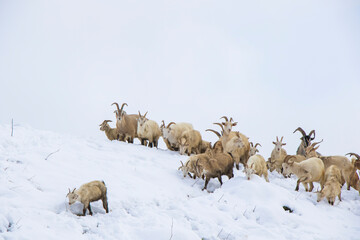 Goats in snow, farm in mountains