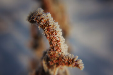 frost on the branches