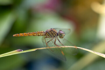 Closeup of dragonfly on green plant