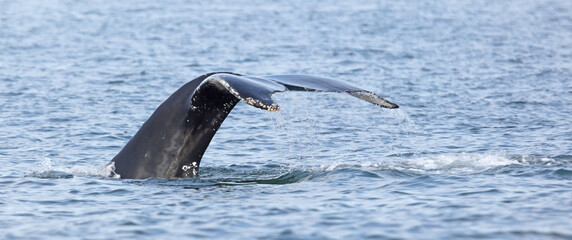 Humpback whale on Iceland